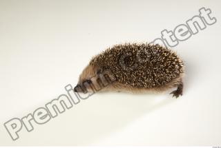 Hedgehog - Erinaceus europaeus  0005